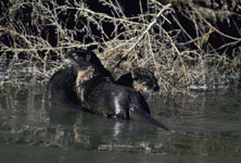 River Otters